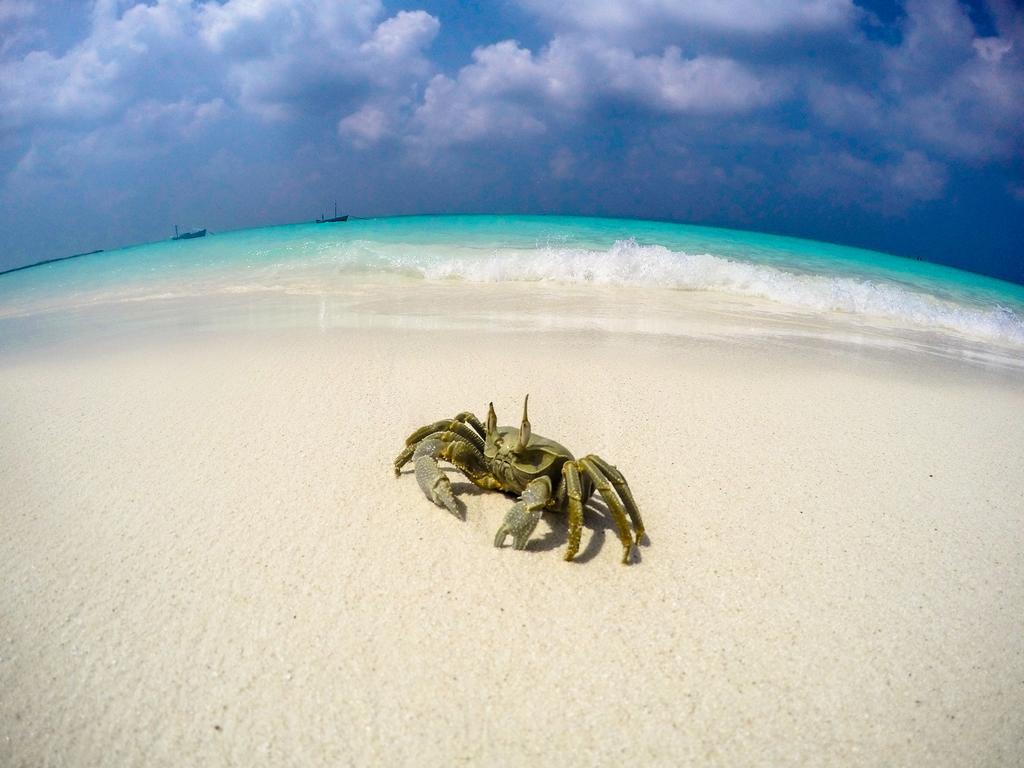 Cerulean View Residence Hanimaadhoo Island Екстер'єр фото